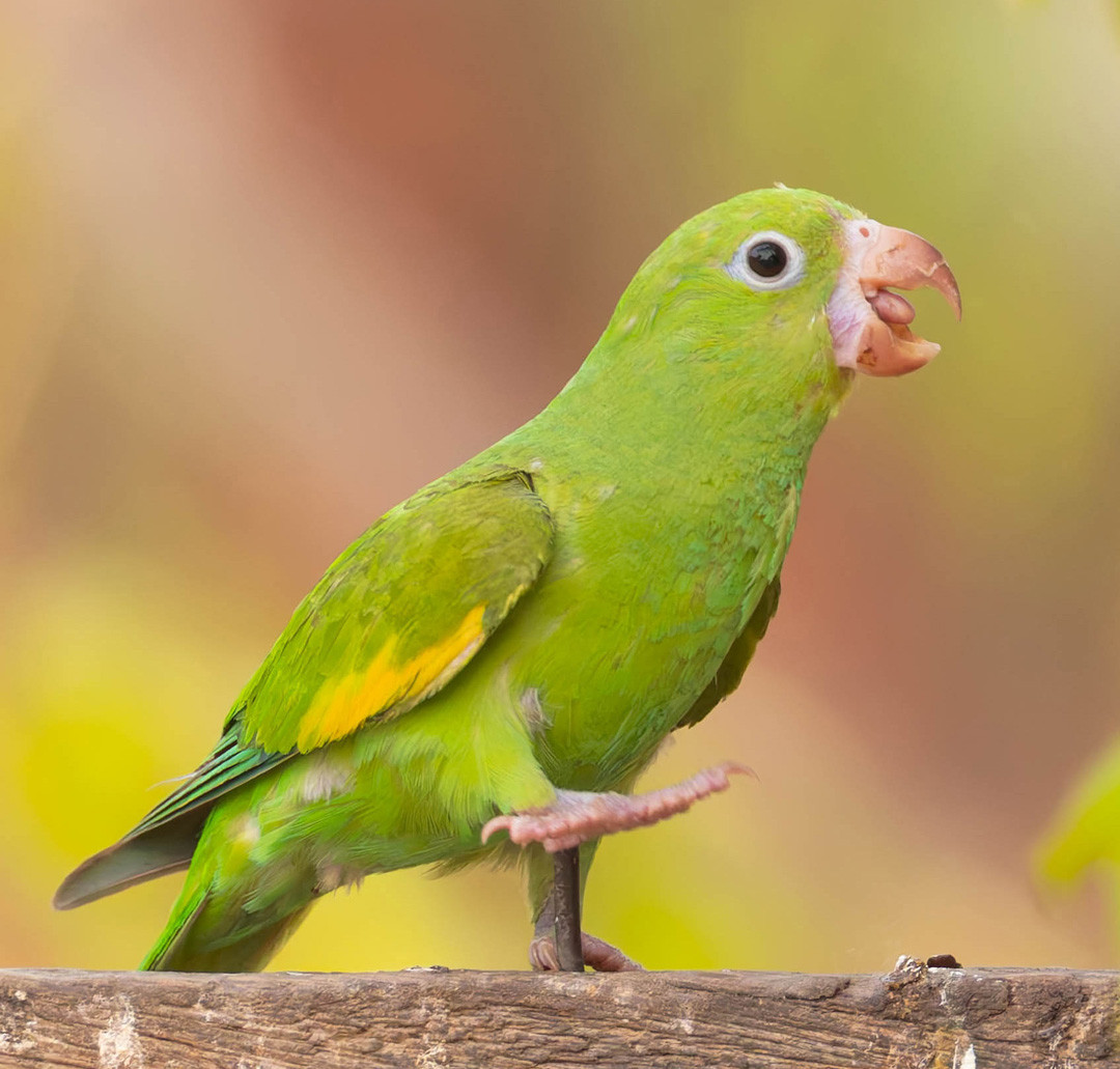 image Golden-winged Parakeet